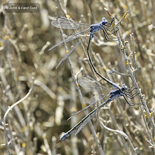 _MG_2254 Lestes macrostigma tandem.JPG